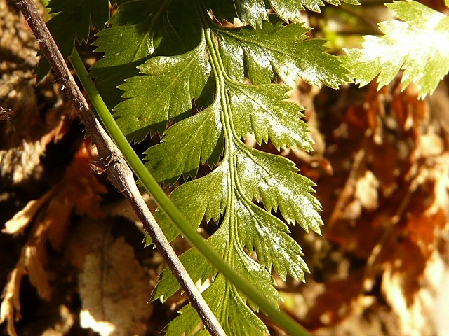 Asplenium cfr. adiantum-nigrum